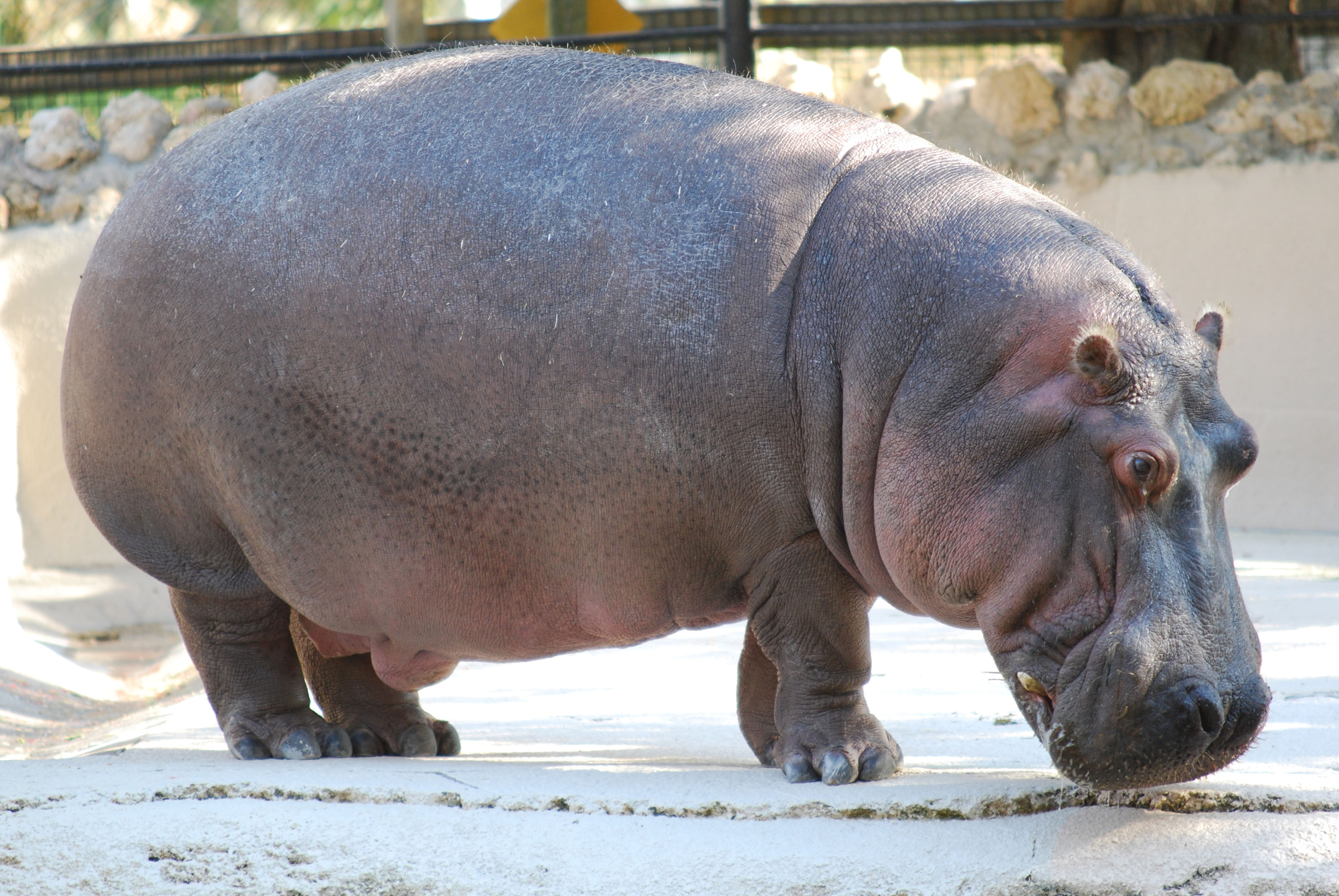 Large Hippopotamus At Helen Williamson Blog Large Hippopotamus At Helen Williamson Blog