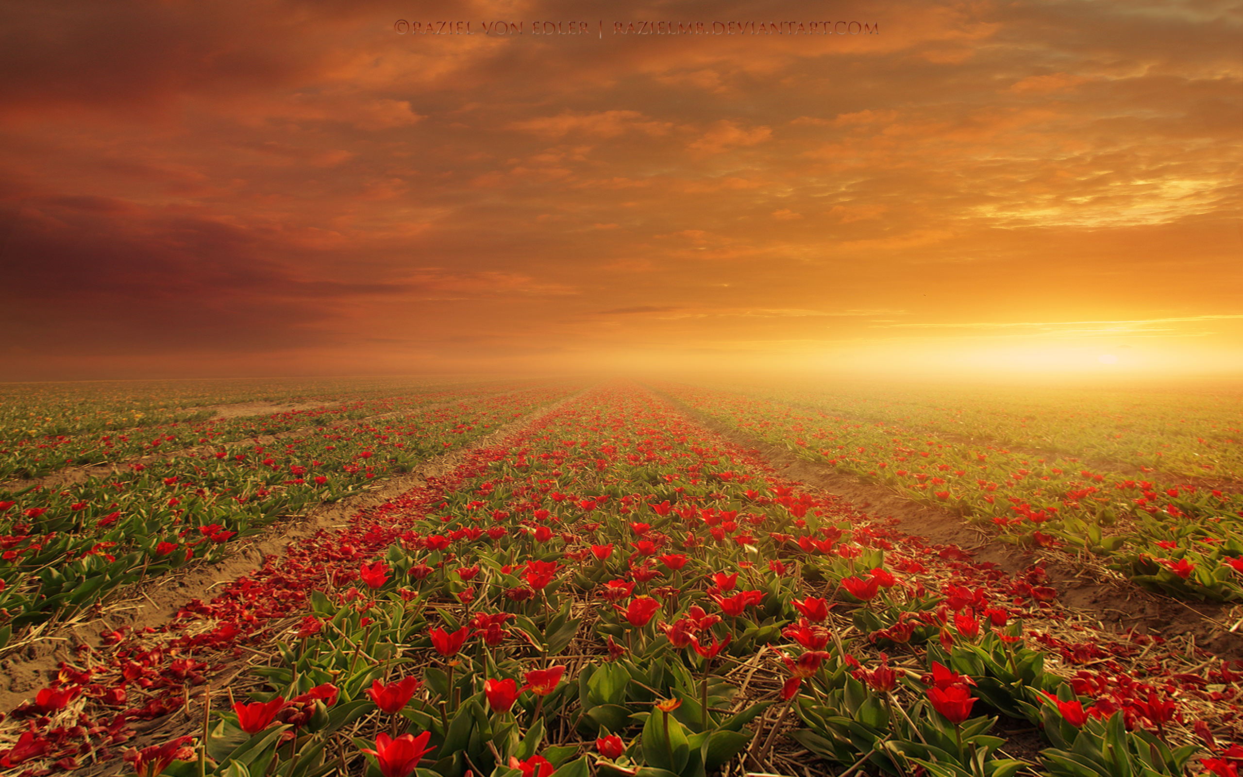 Flower Fields