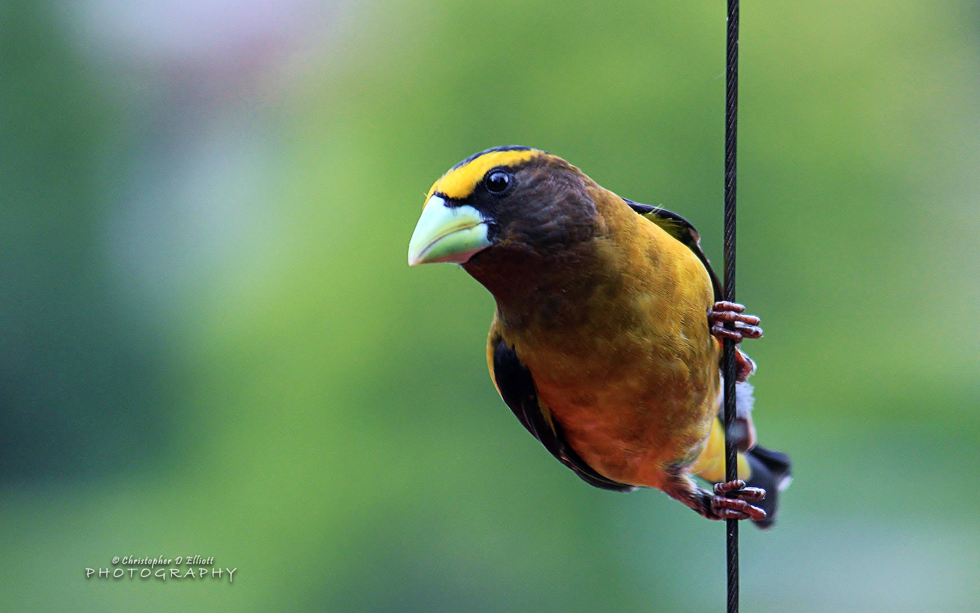 Evening Grosbeak
