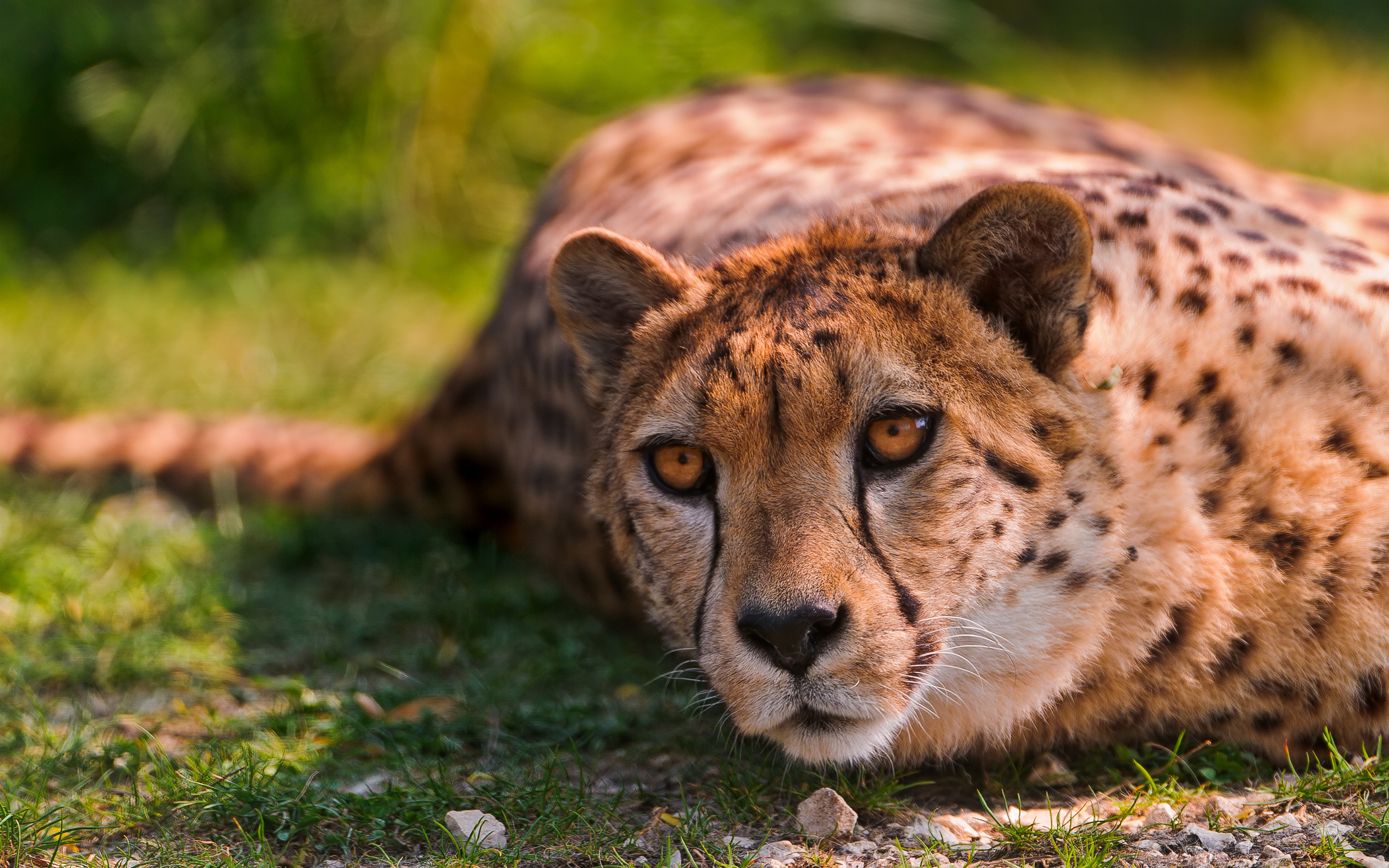 Cheetah Lying