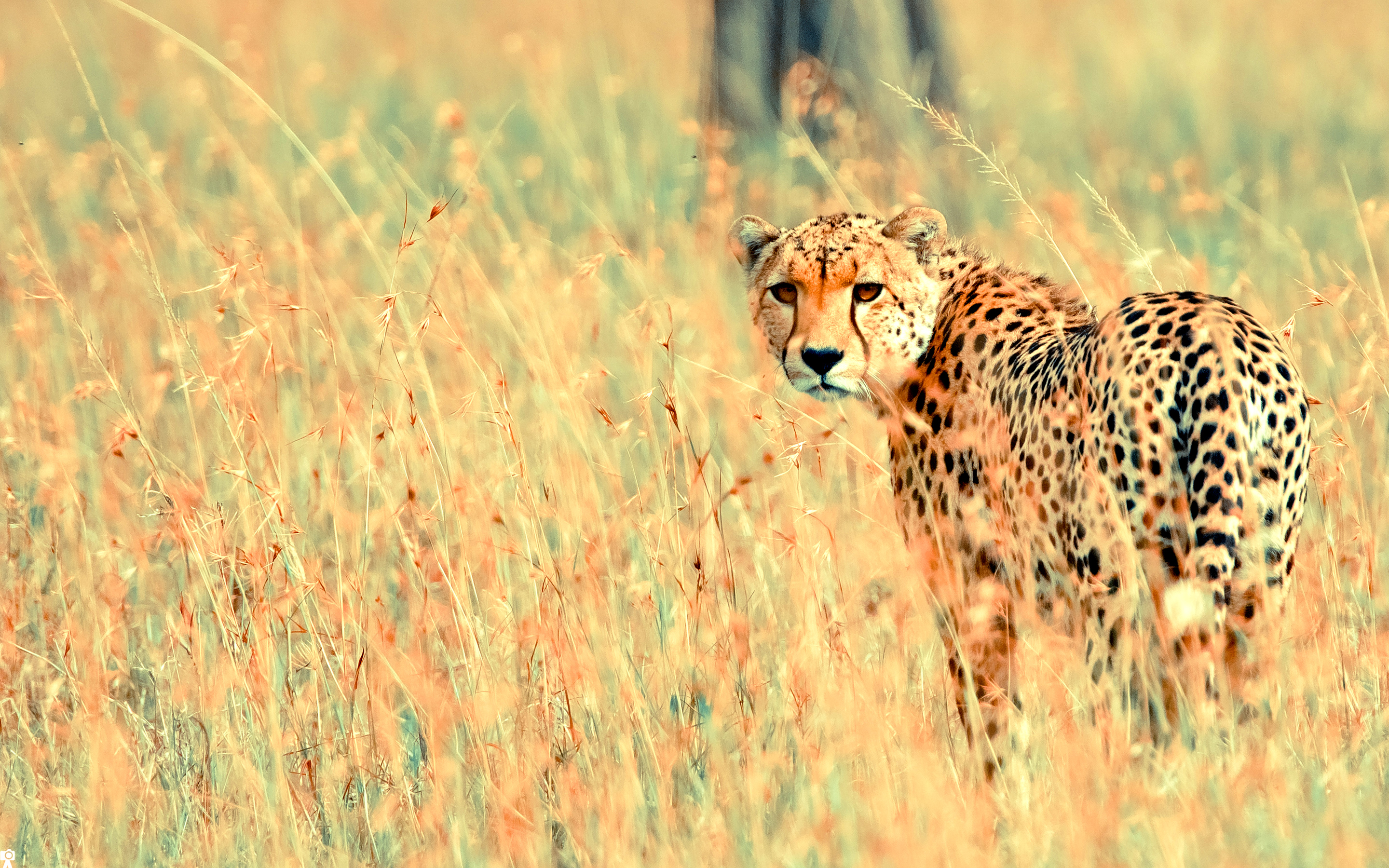 Beautiful Cheetah