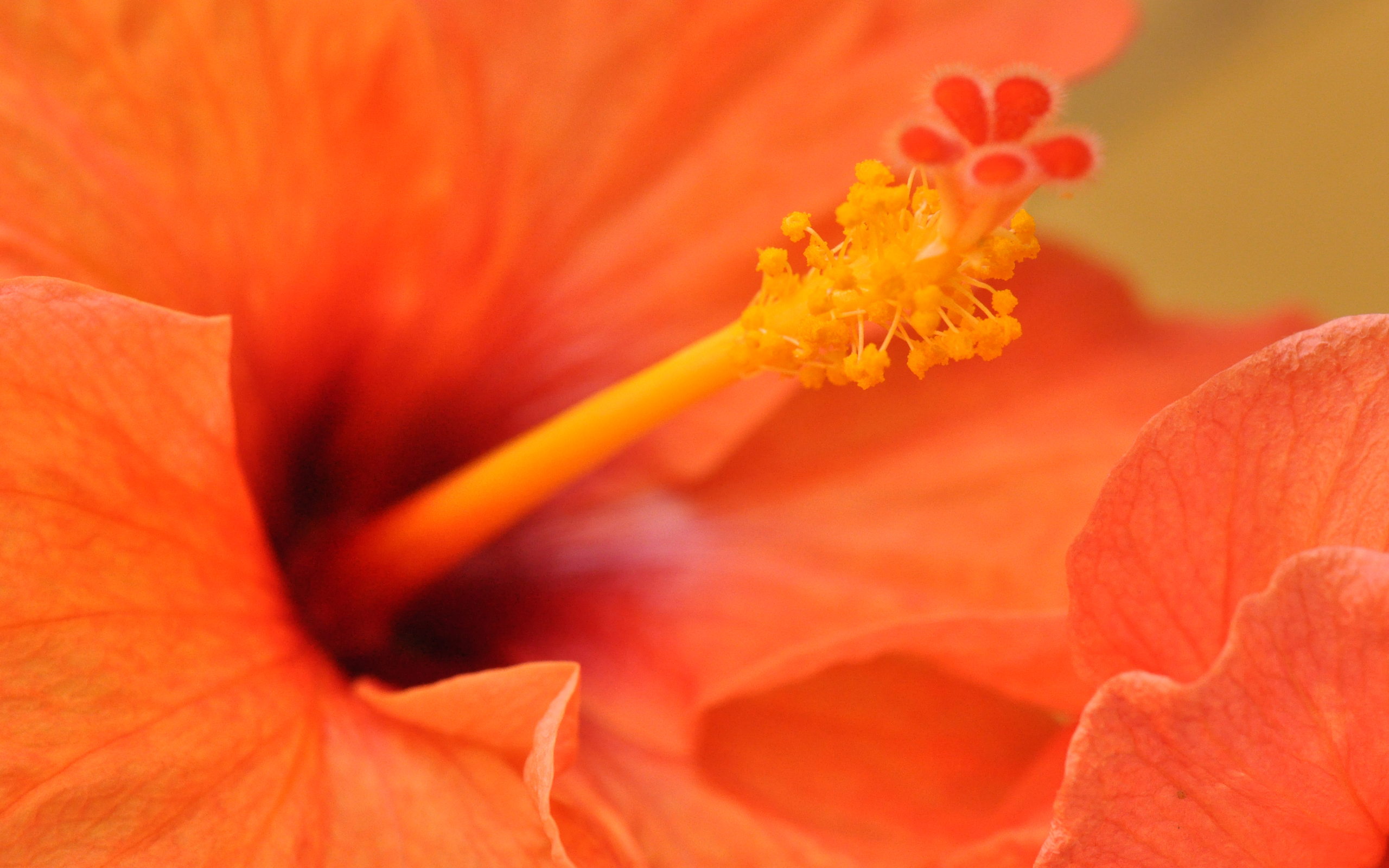 Orange Hibiscus  Flower