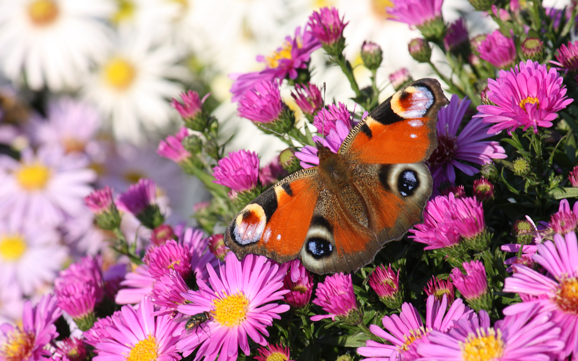 Peacock butterfly