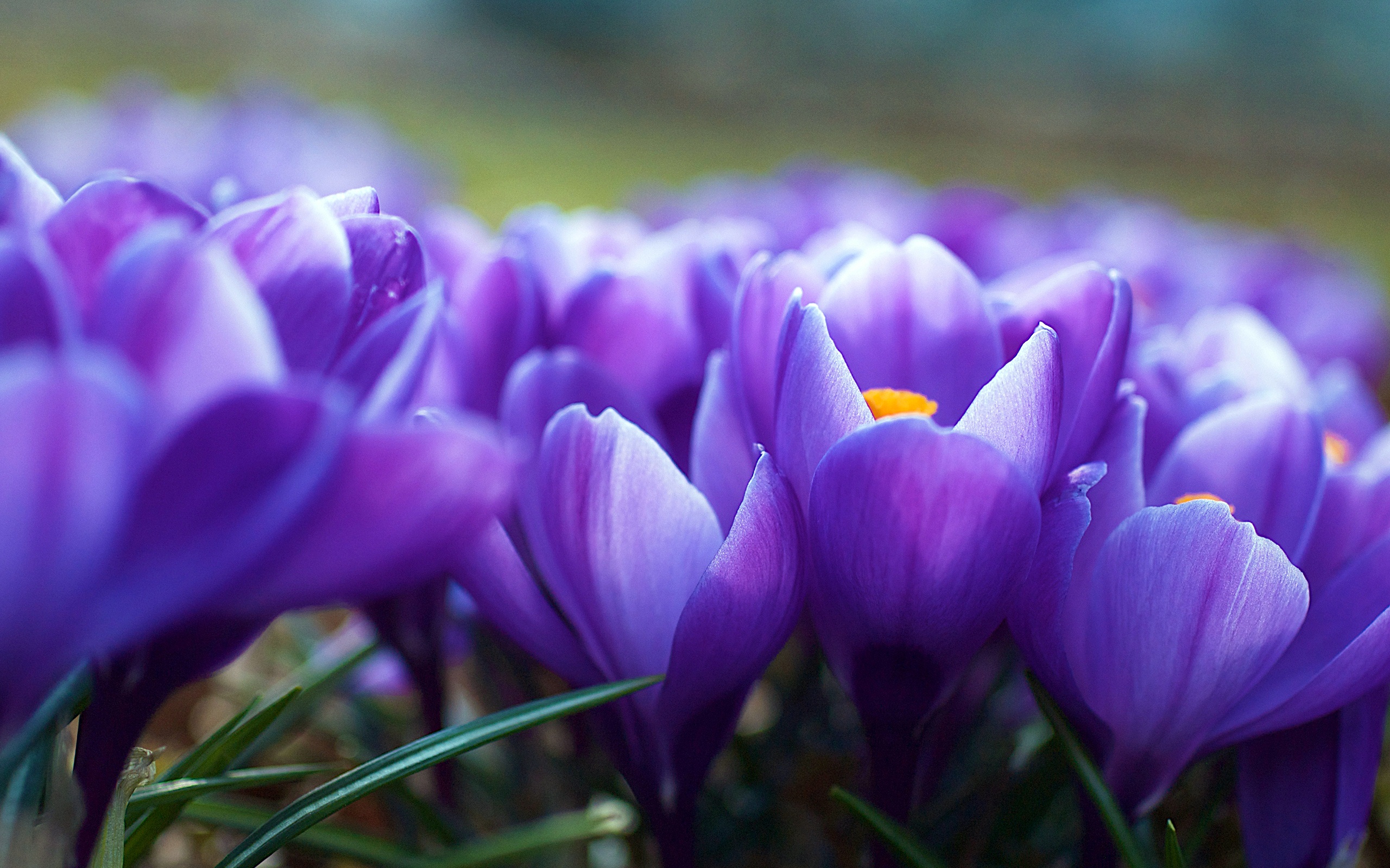 Crocus Flowers
