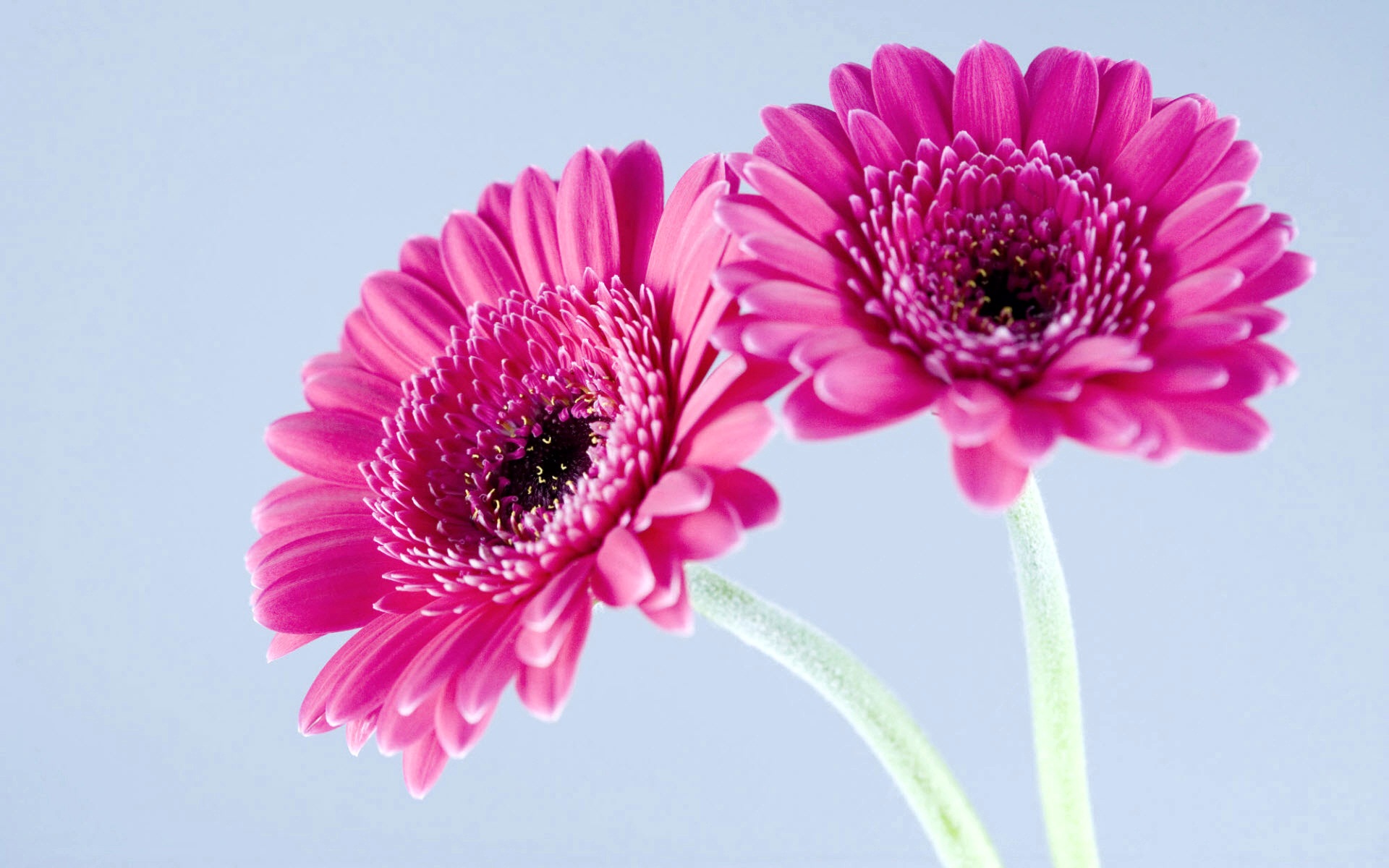 Purple Gerbera Daisies