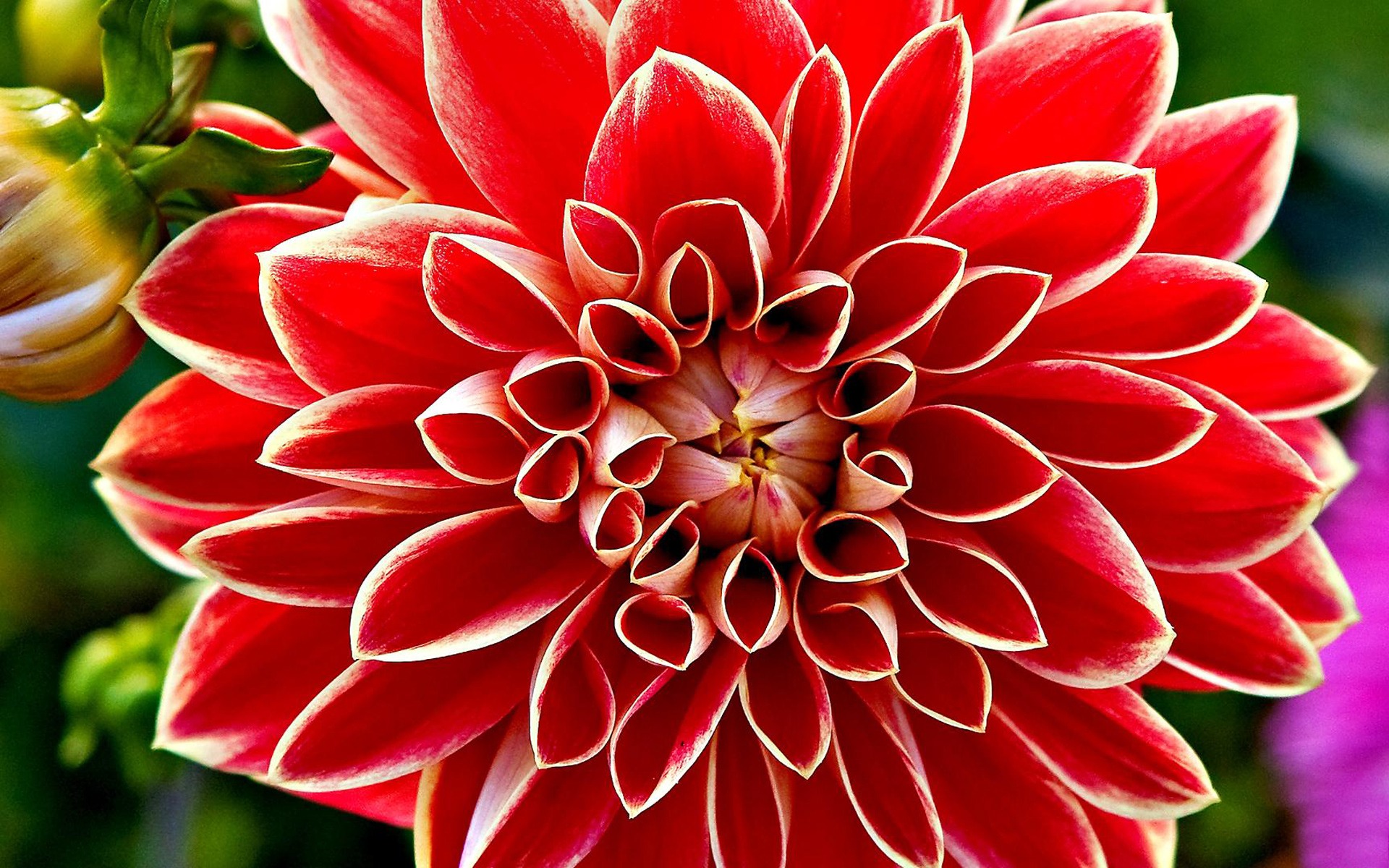 Red Dahlia