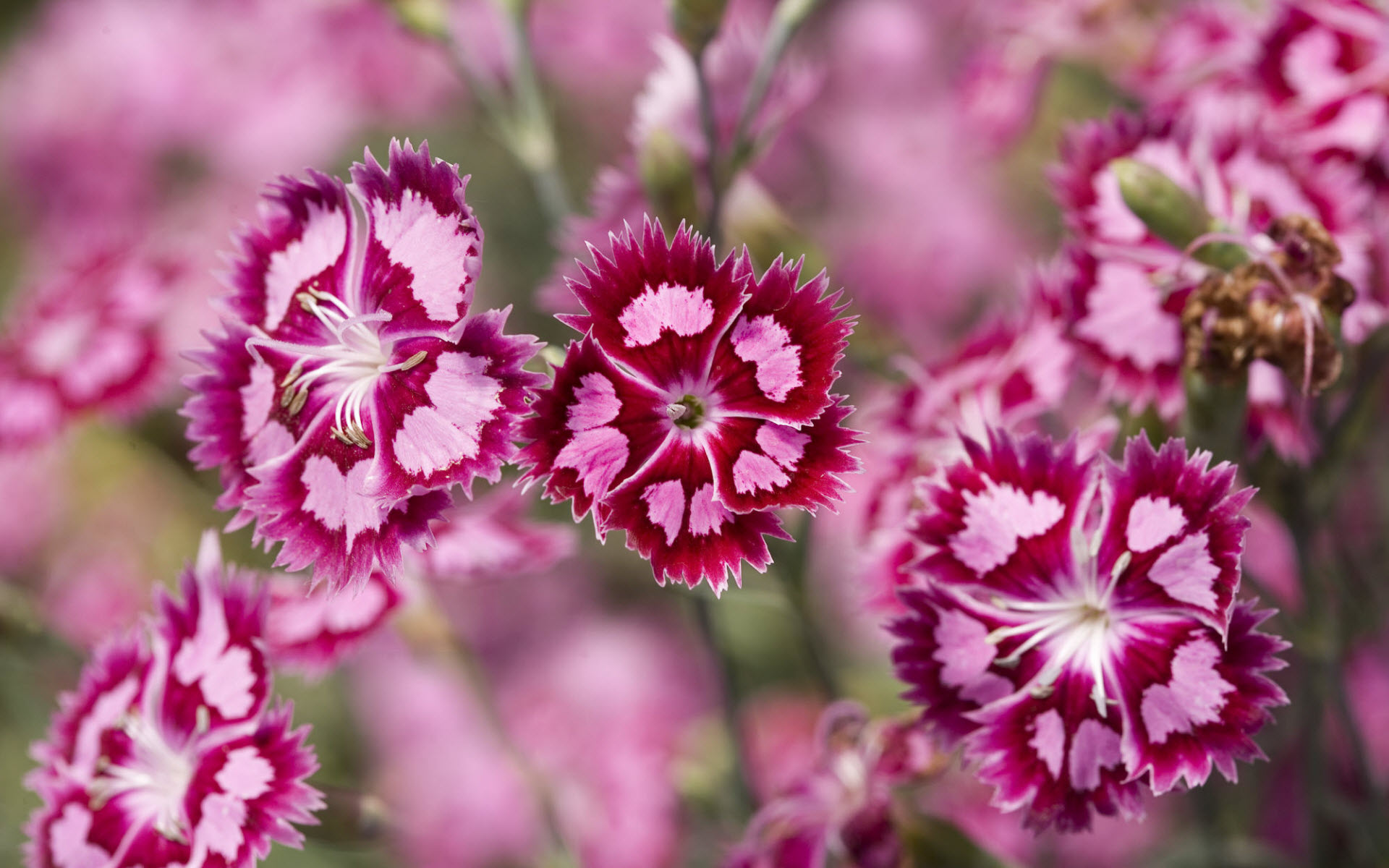 Cranberry Ice Dianthus