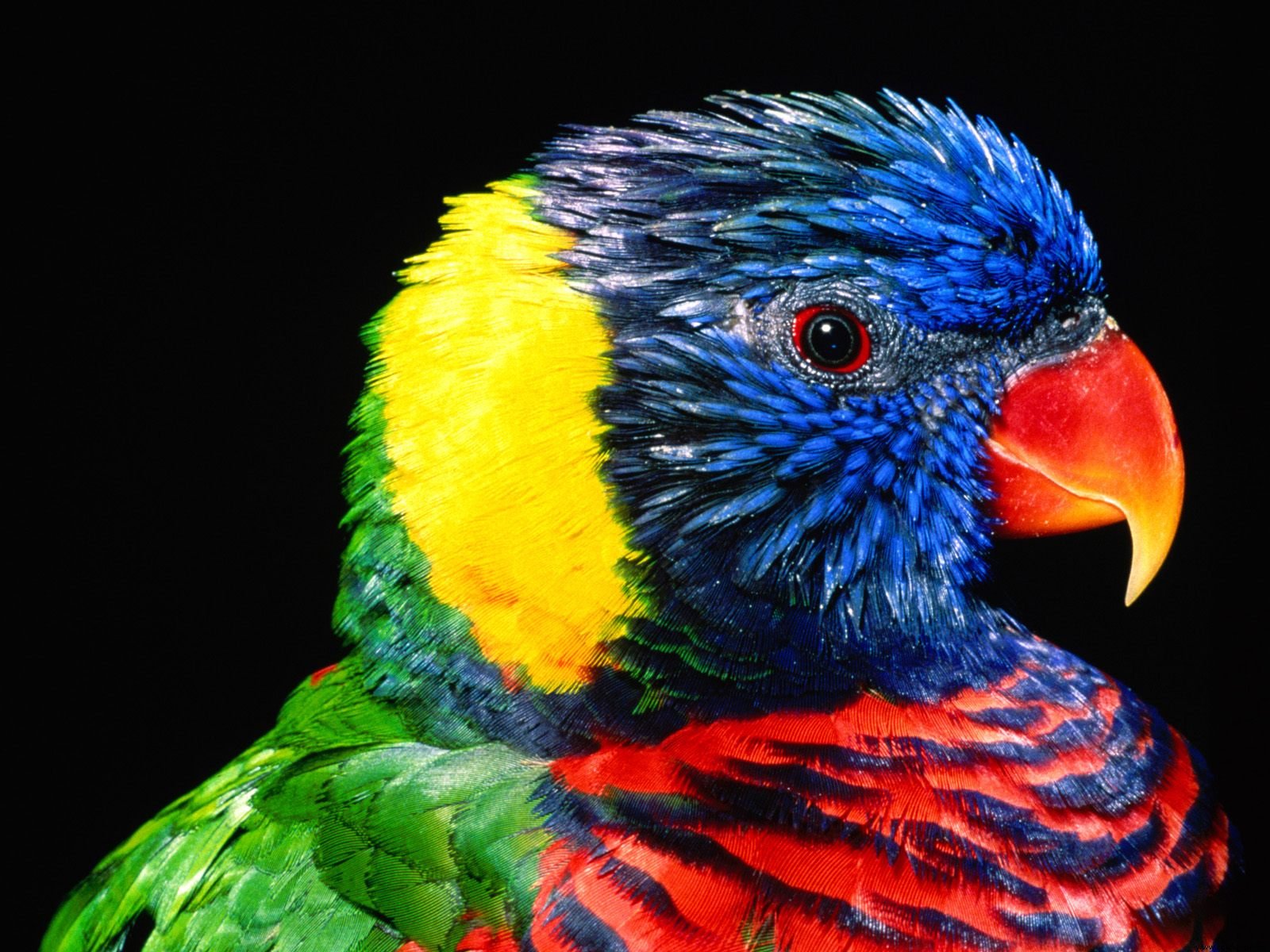 Rainbow Lorikeet Bird