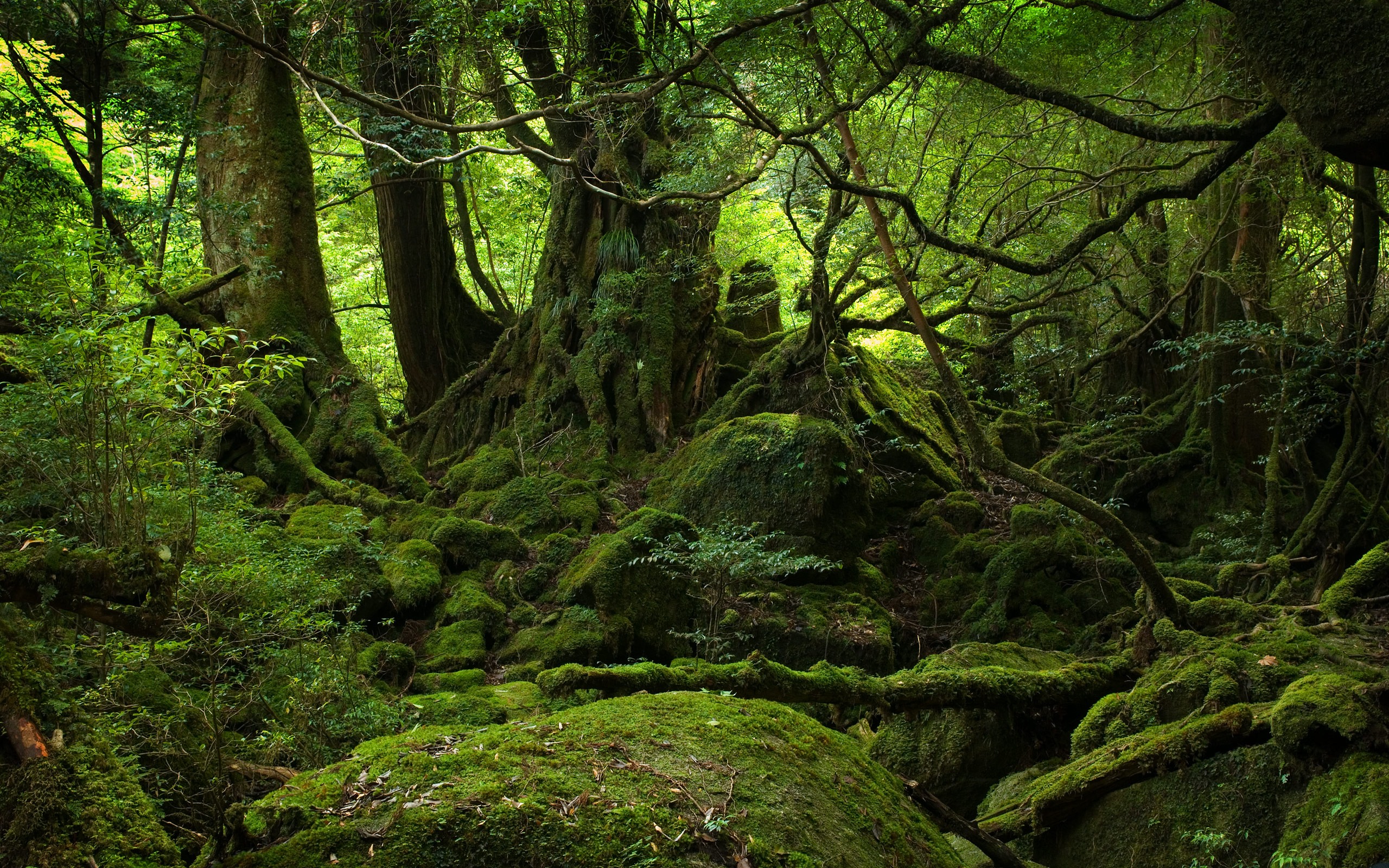 Deep Forest with Moss