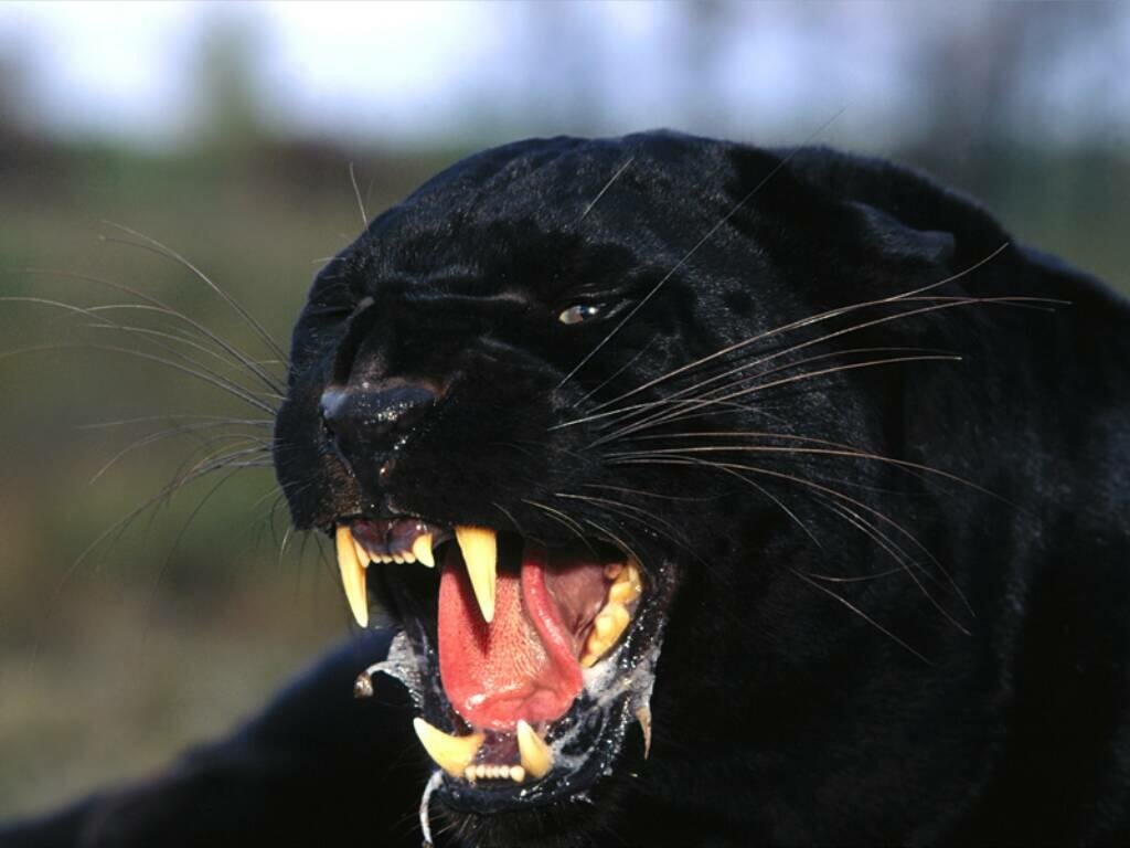 Panther Showing Teeth
