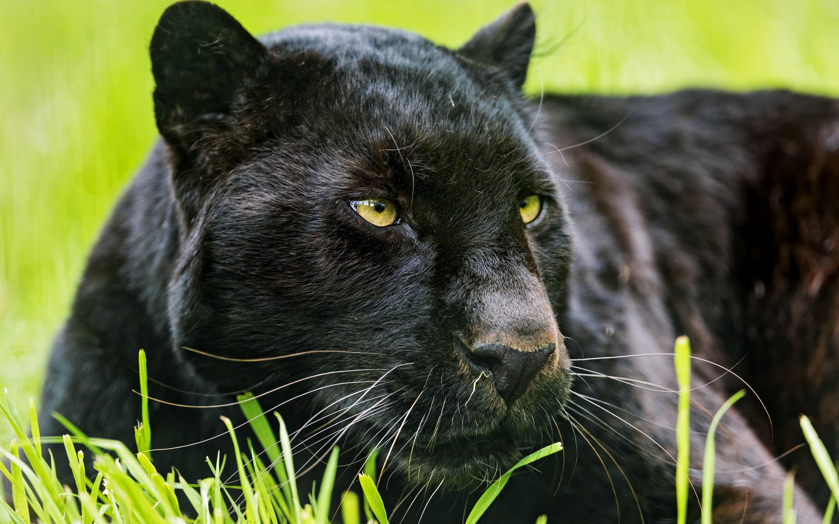 Panther Rests in the Grass