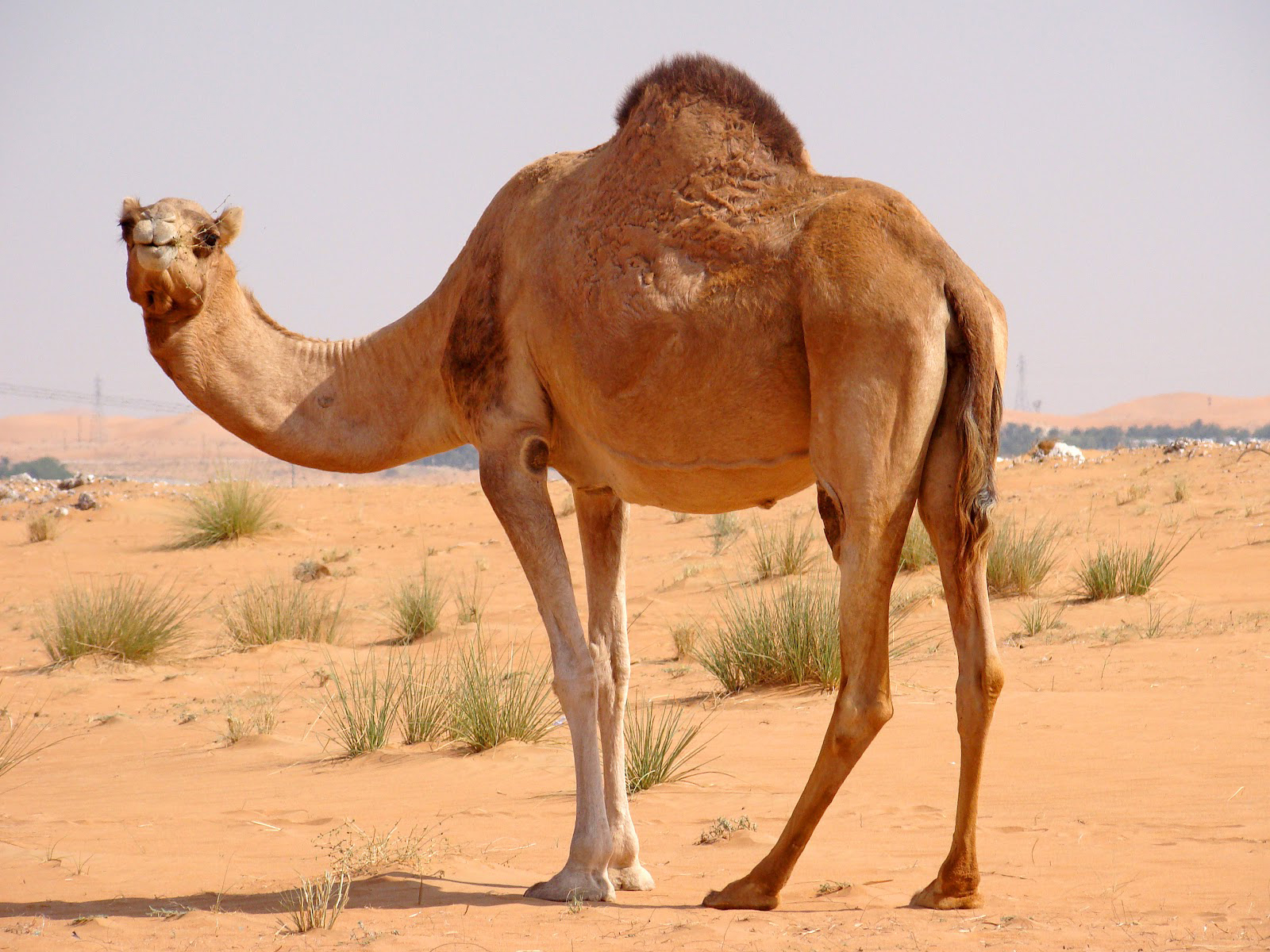Camel