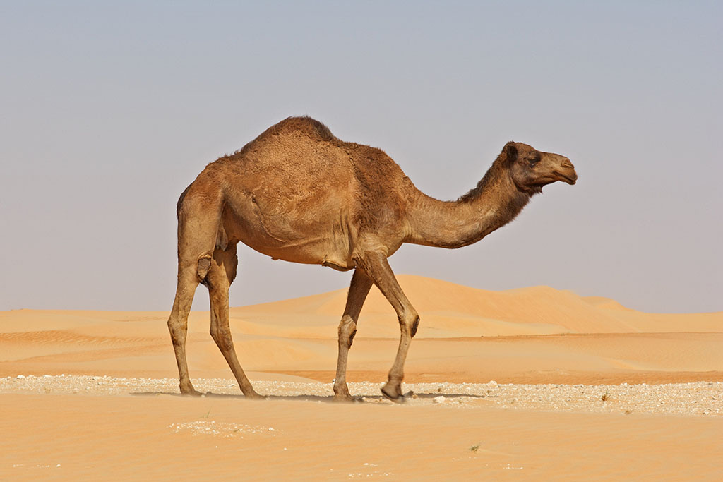 Old Camel in a Desert