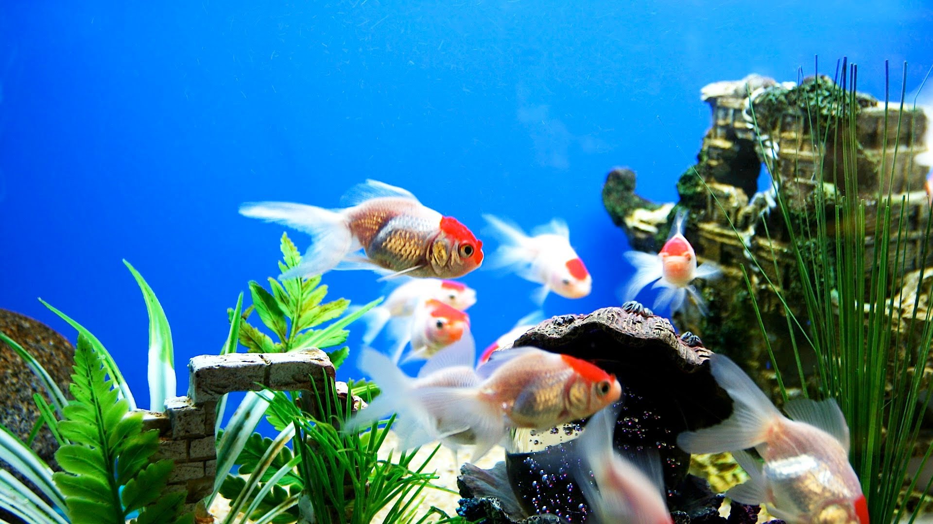 Aquarium Decorations for Fishes