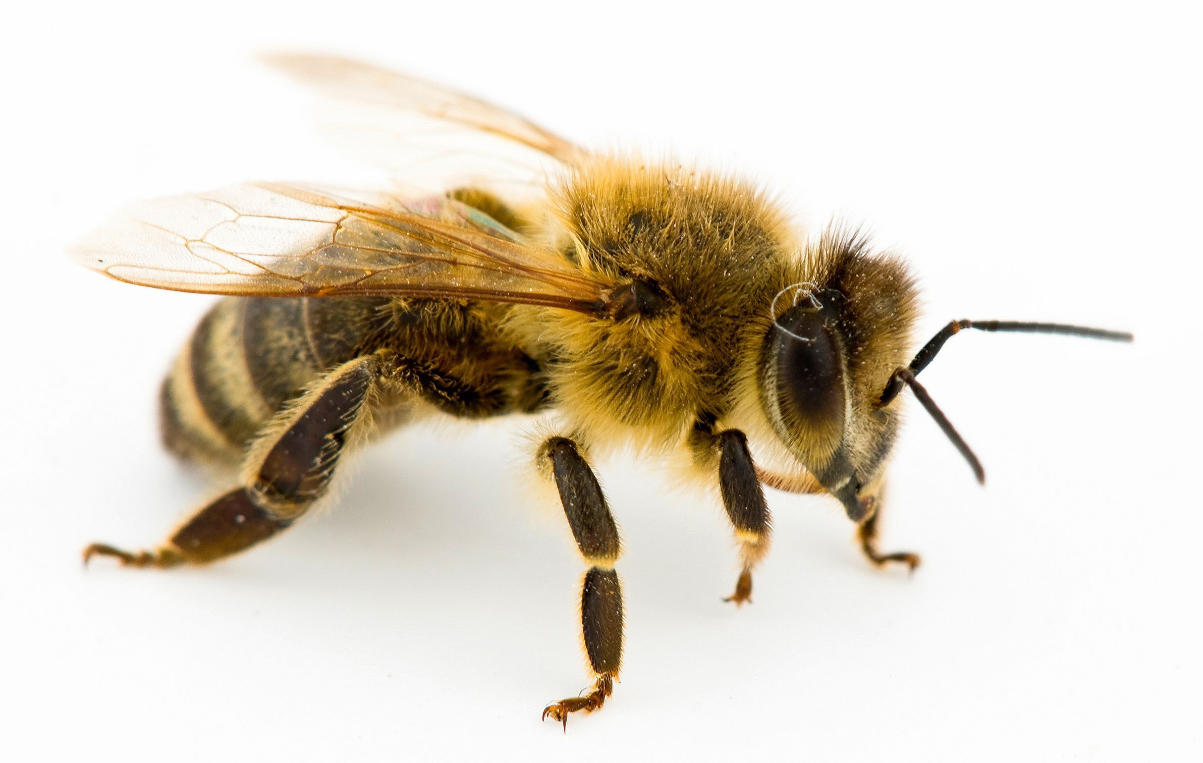 Bee
