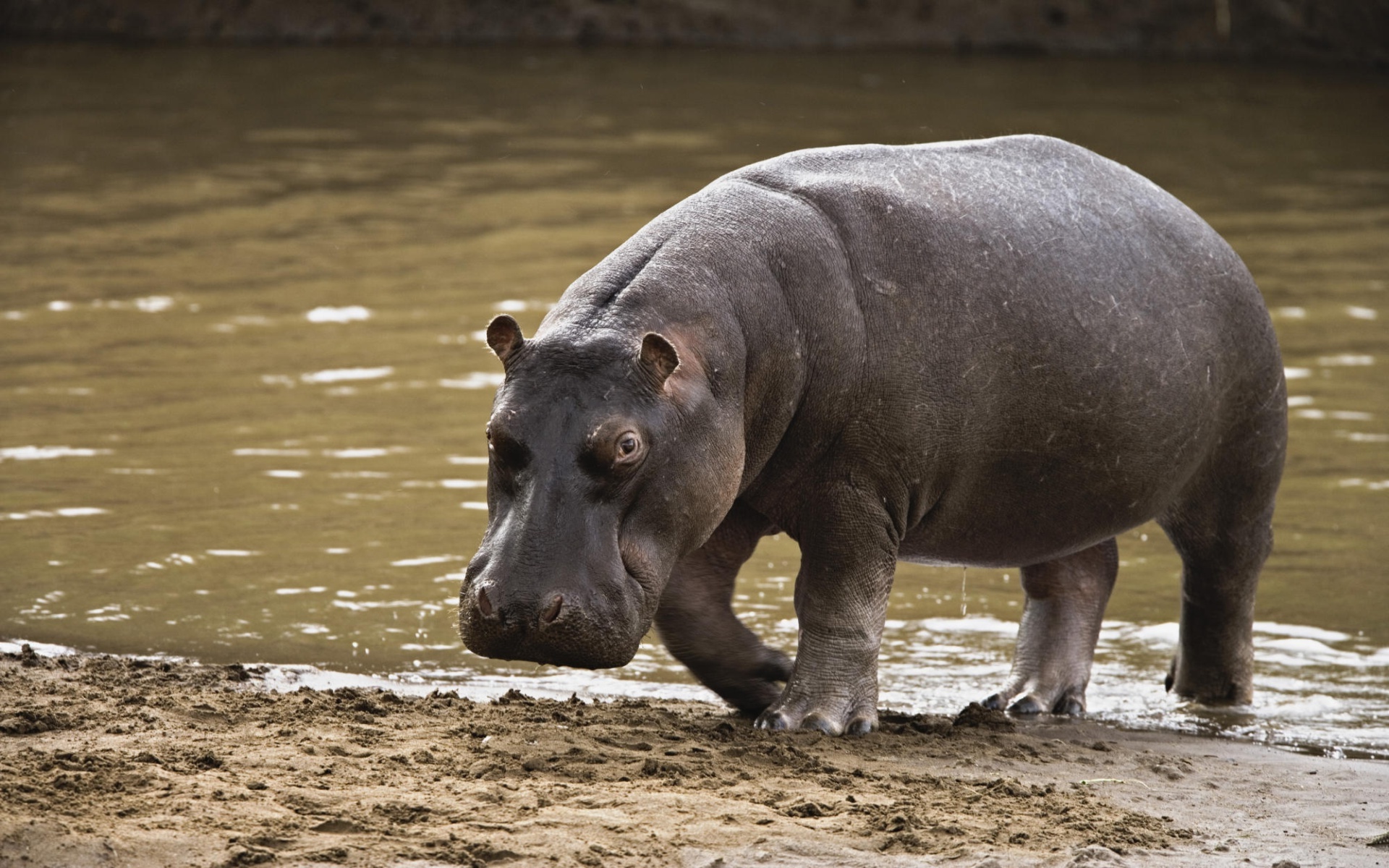 Hippopotamus After a Swim in the Water