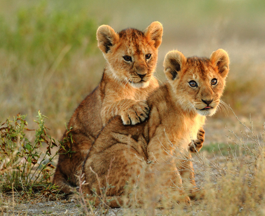 Lion Cubs Playing  