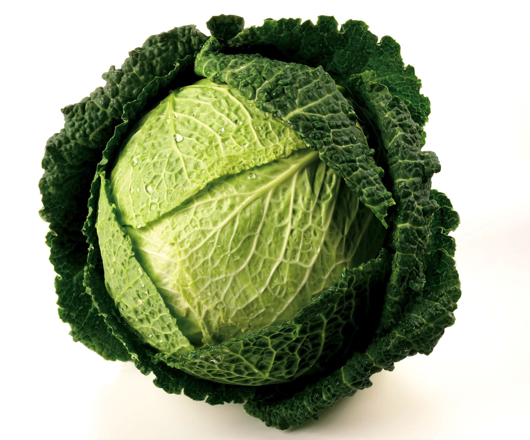 Cabbage