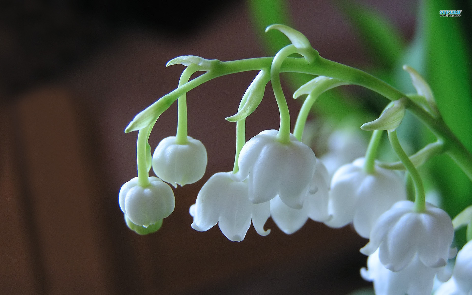 Lily of the Valley