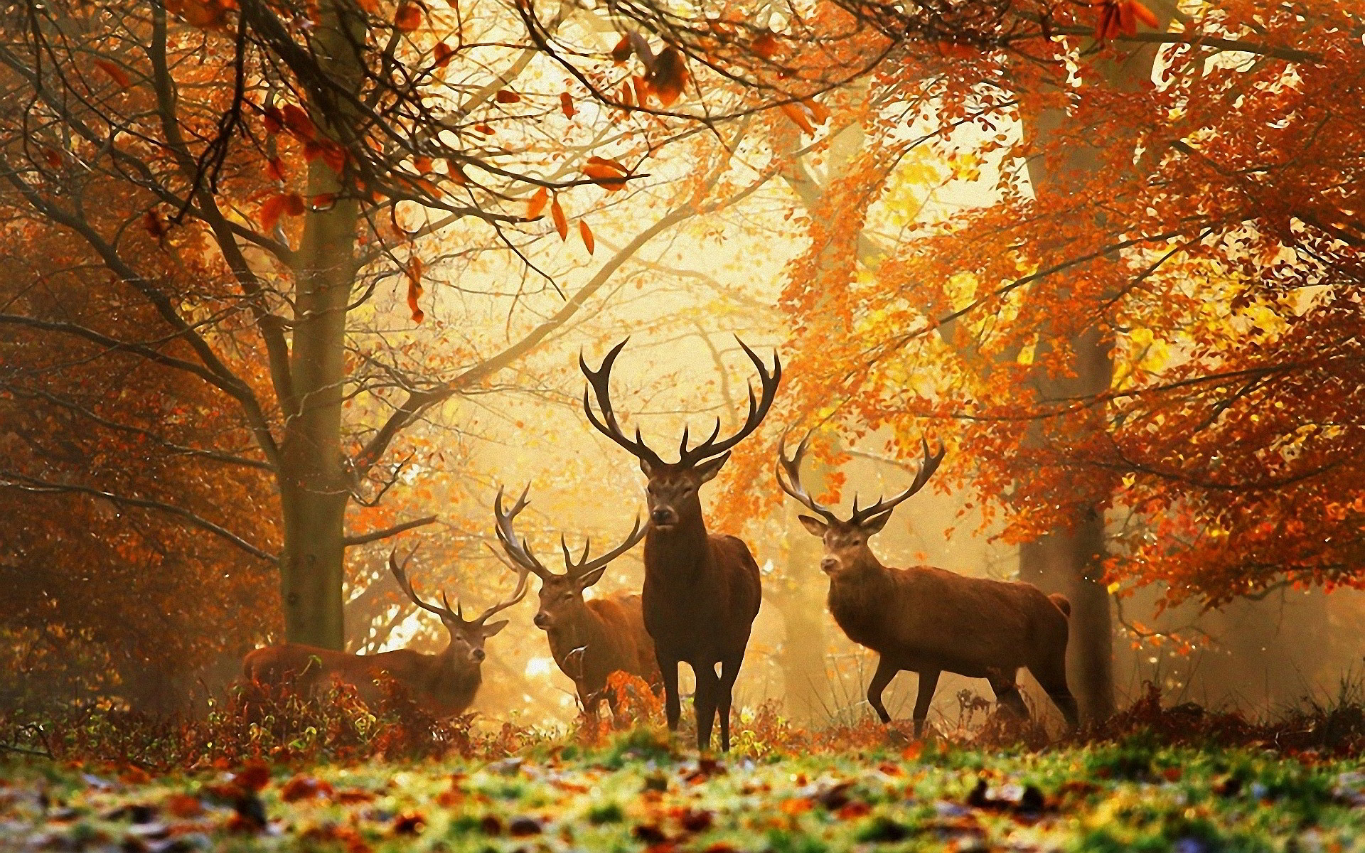 Deers in Autumn Forest