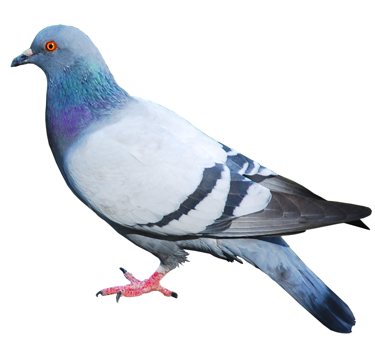 Pigeons