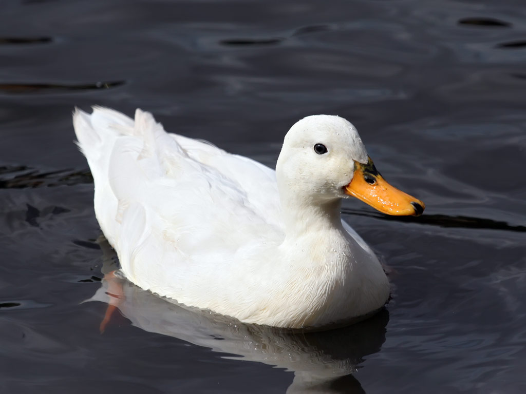 White Duck Swimming in the Water