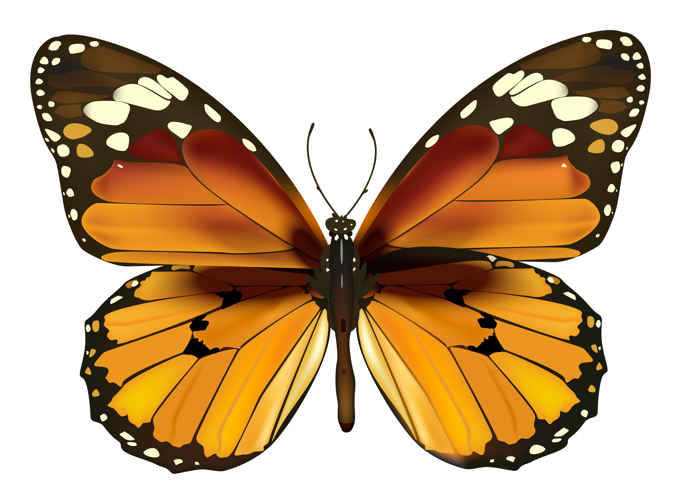 Drawn Butterfly Image